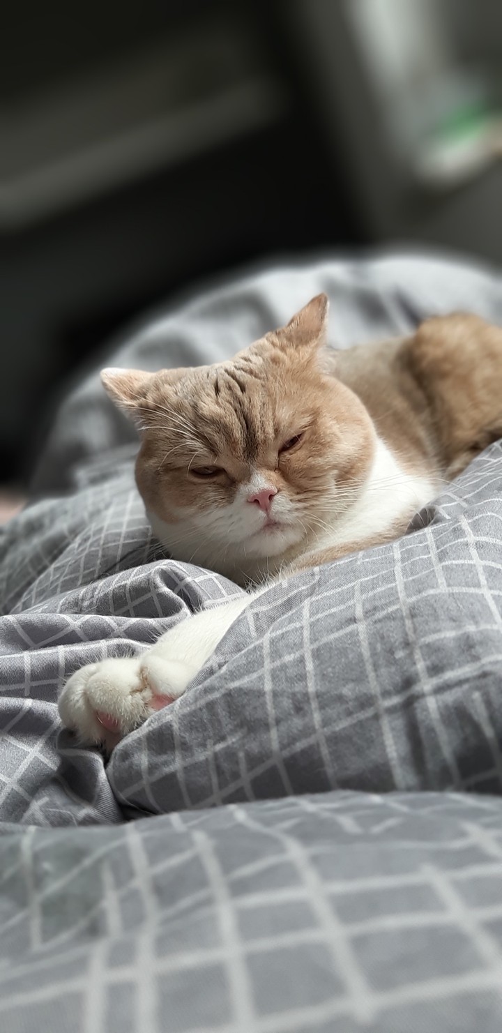 Katze
