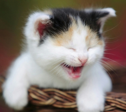 cute kitten
