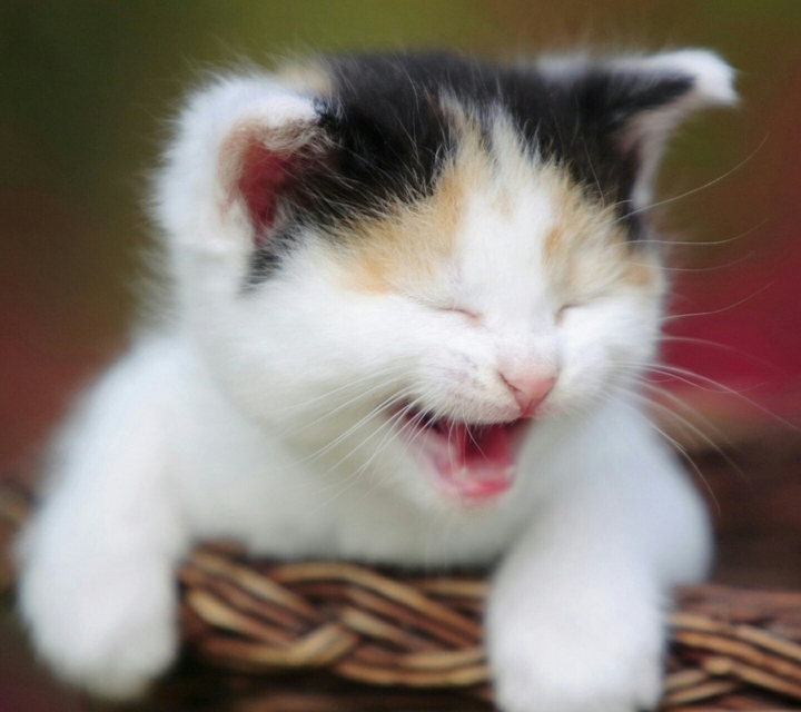 cute kitten
