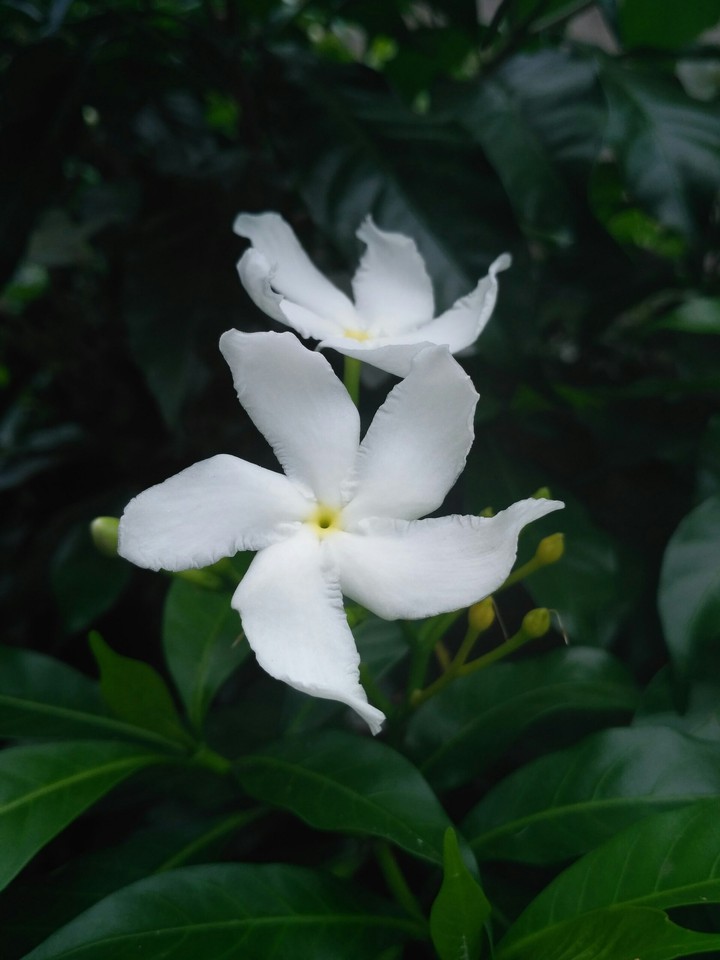 White flower