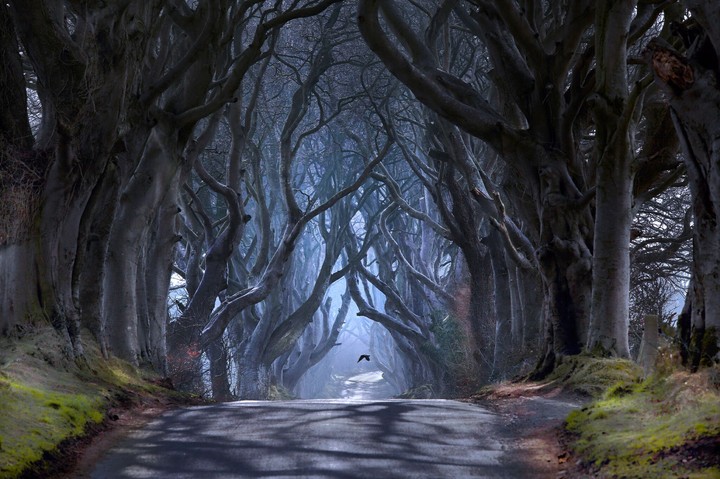 Secret forest