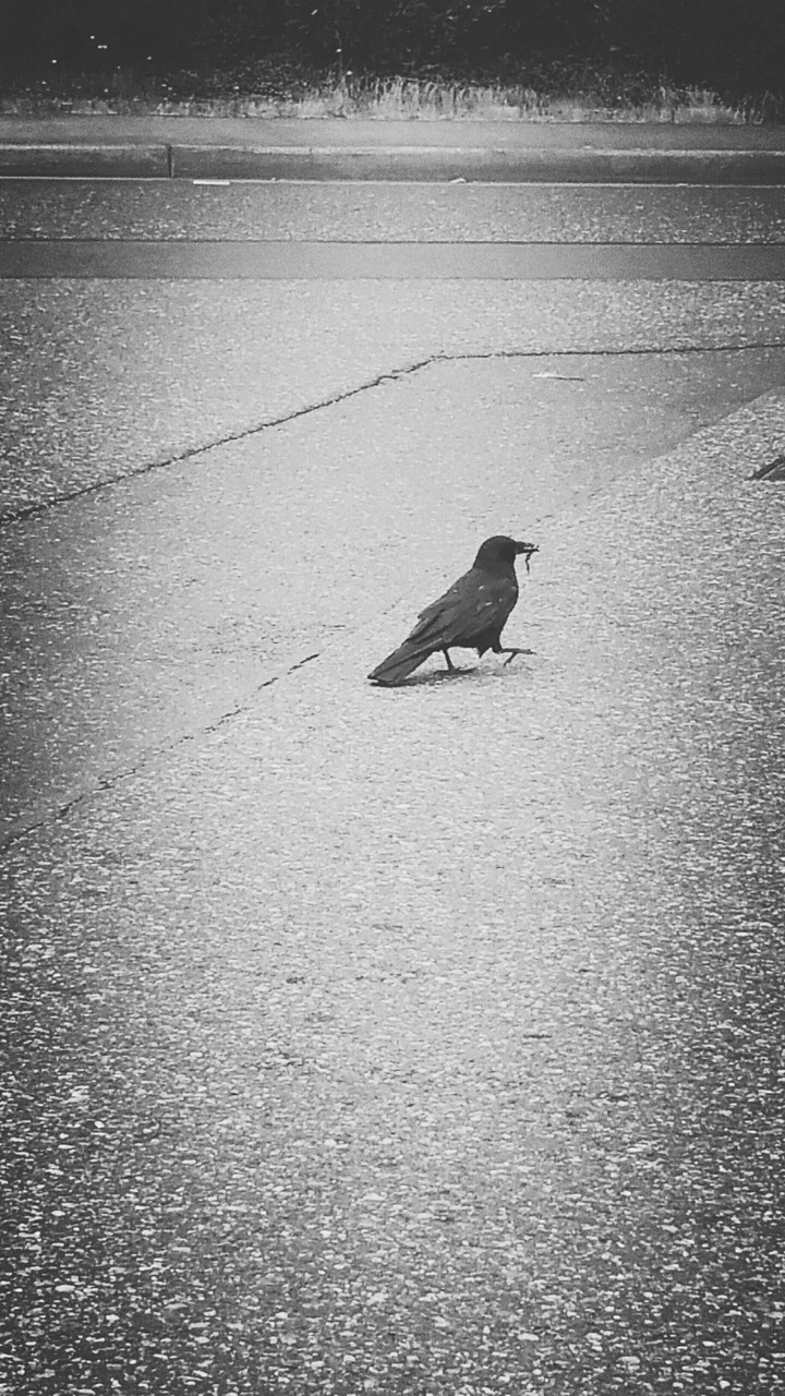 bird