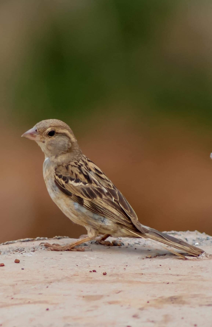 Sparrow