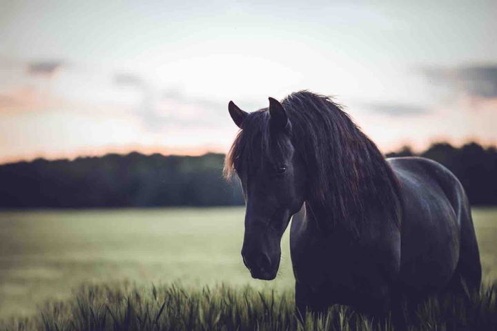 Black horse