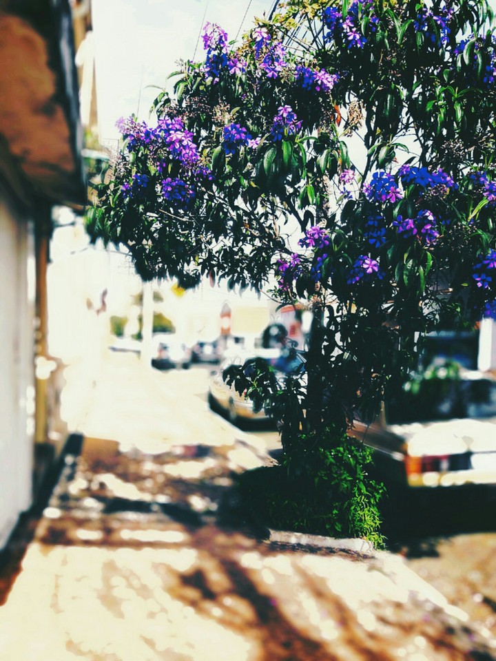 Flores da Cidade