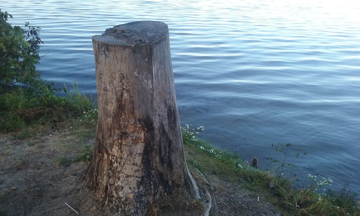 Tree Stump