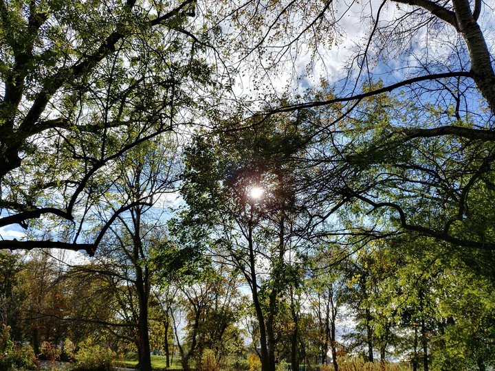 sun through the trees