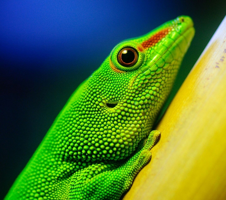 colour