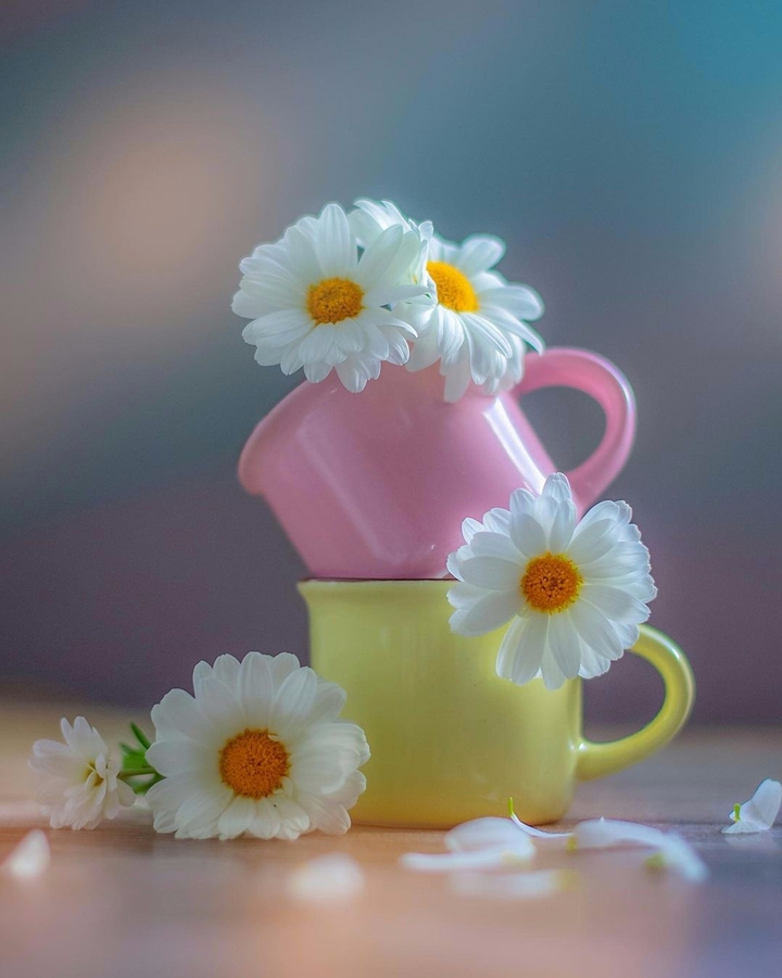Stilllife