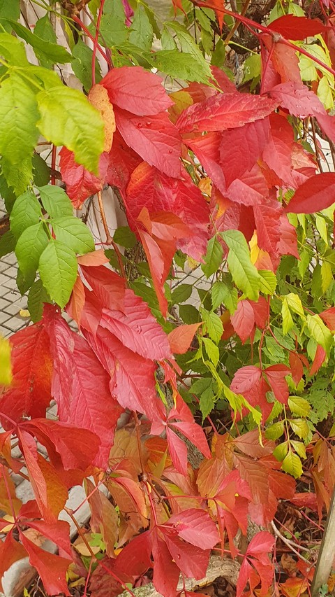 leaf, red壁紙