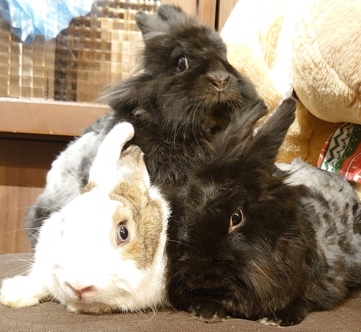 rabbit