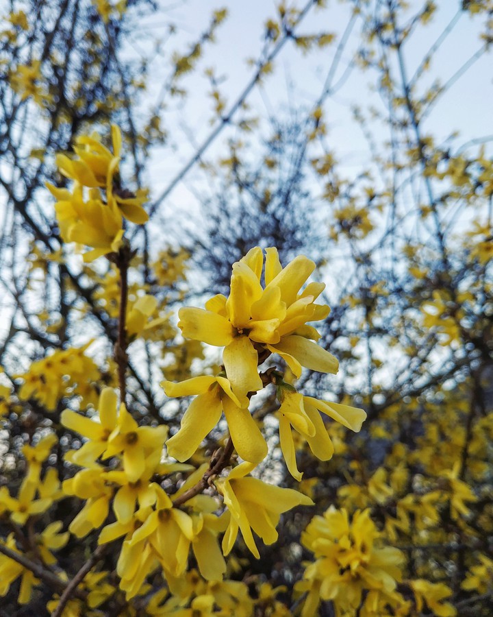 SPRING