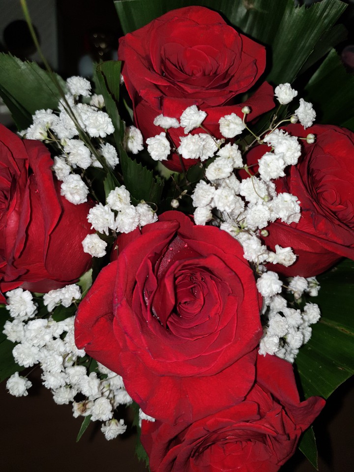 Lovely rose