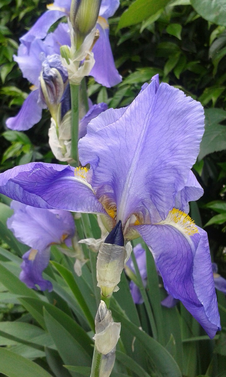 Iris1