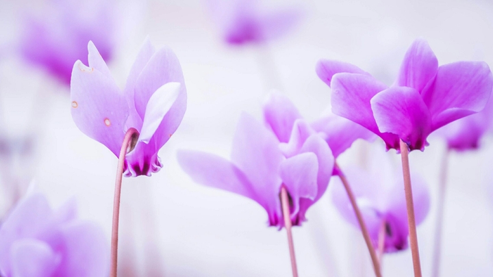 Das ist eine Blume