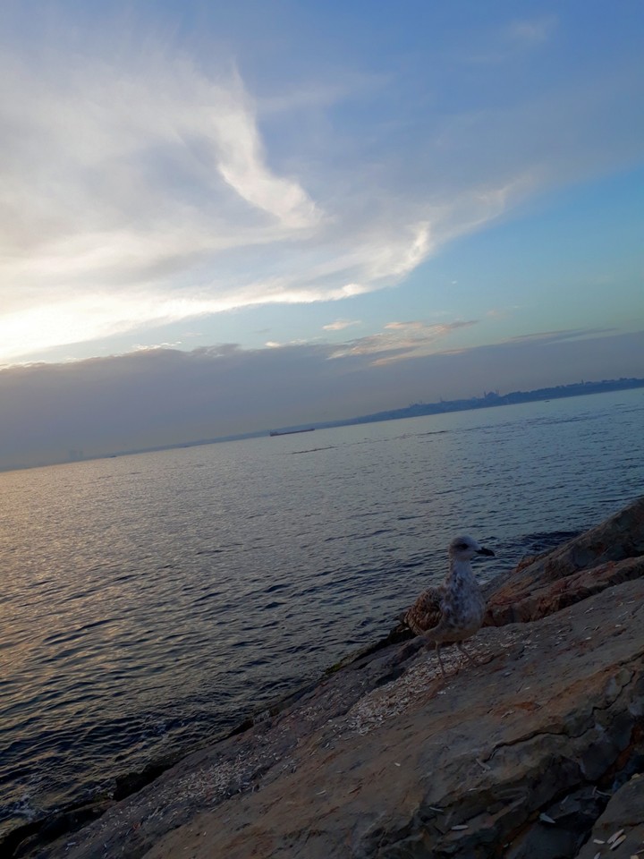 Sea and bird