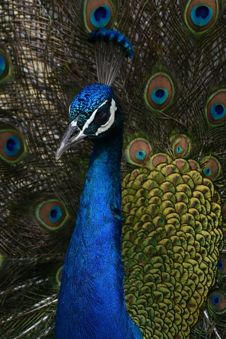 shining feathers