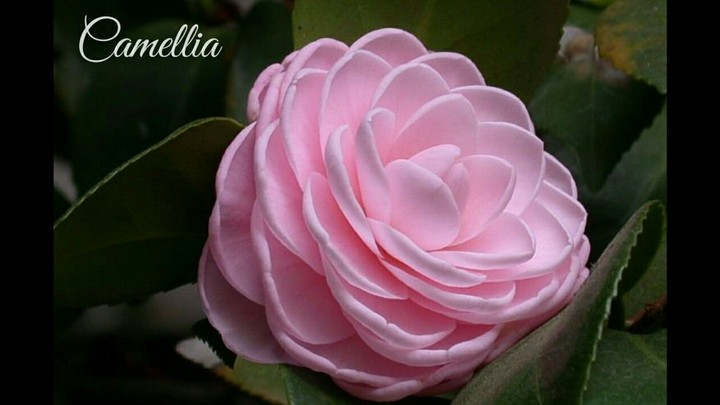 Japanese Camellia.