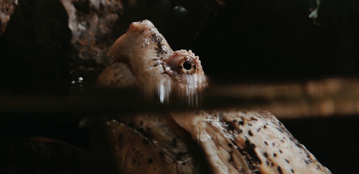 Turtle
