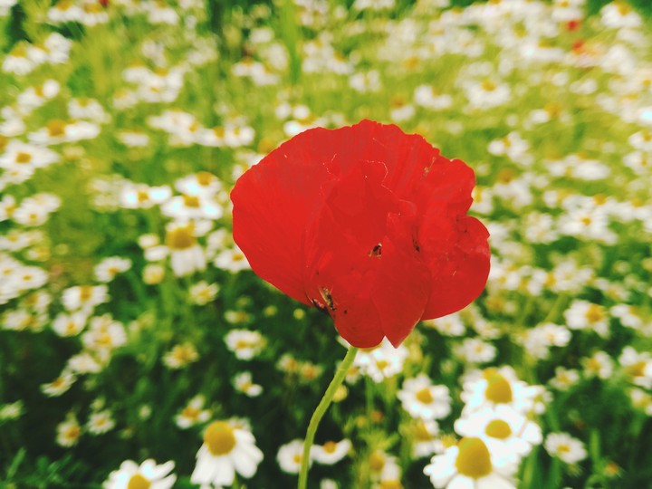 Flowers