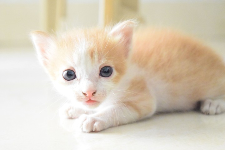 Lovely paw