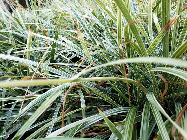 grassy
