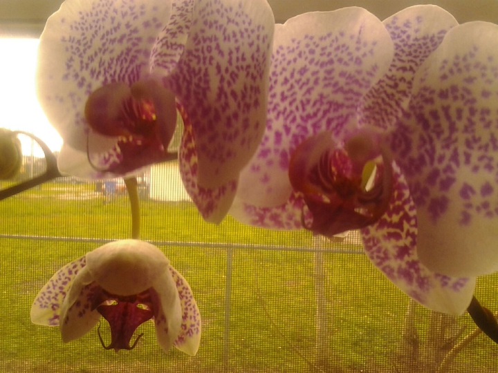 Orchid alien!