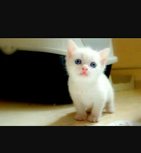 cute cat❤❤