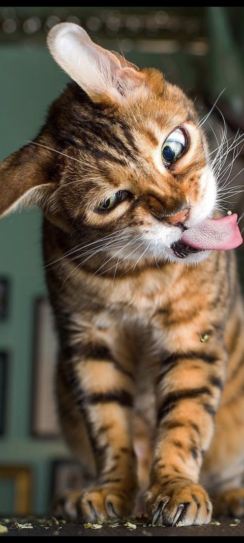 snout, Carnivore Hintergrundbilder