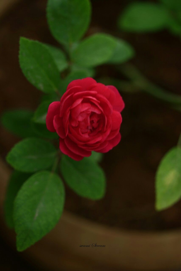 beautiful Red rose