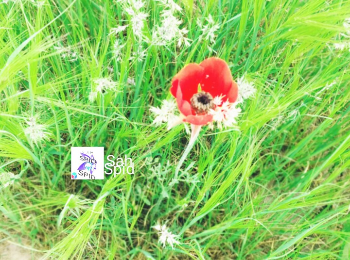 spring    بهار