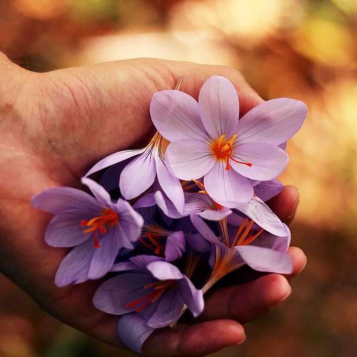 Flores
