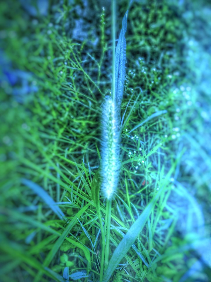 unknown flover