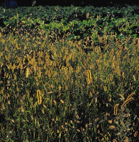 Plant Images