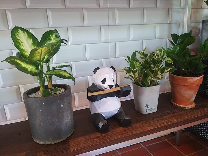 panda and plant