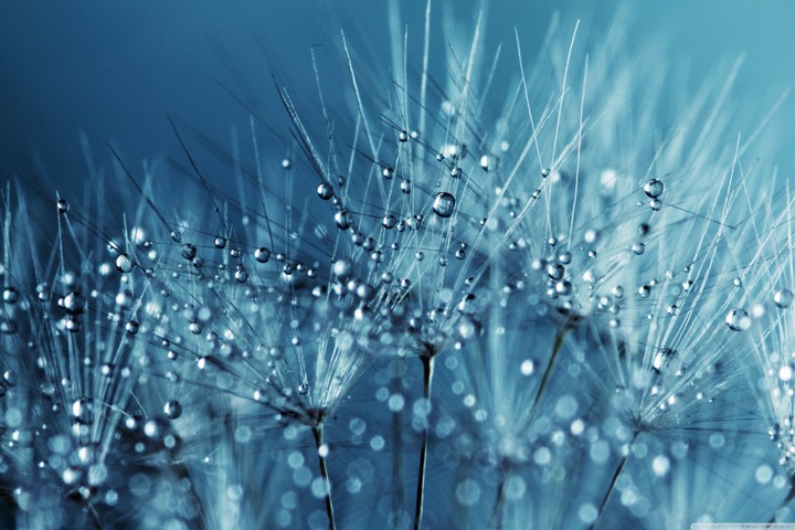 Blue dandelion