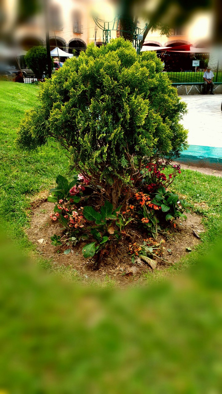 tree