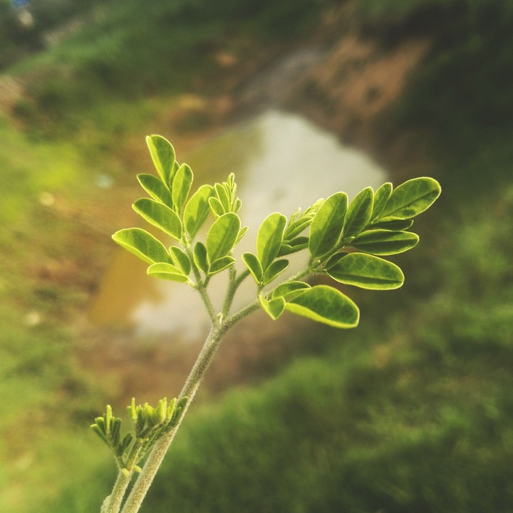 Go green