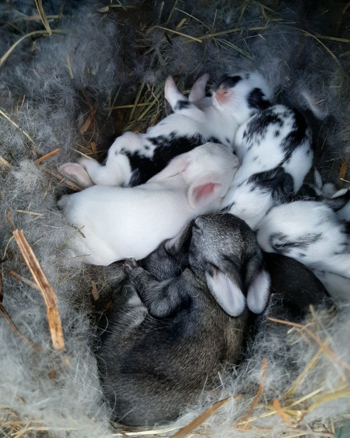 Rabbits ❤️