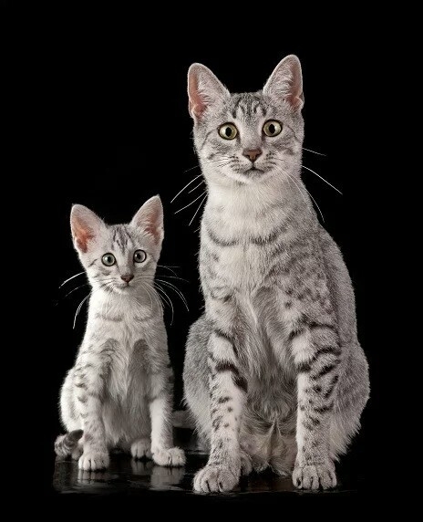Nice family
