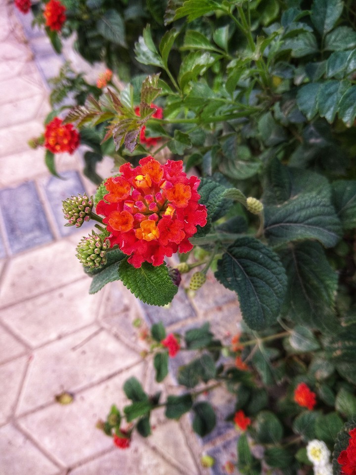 flower