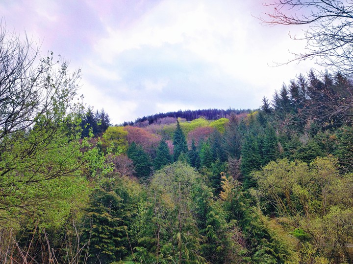 Forest