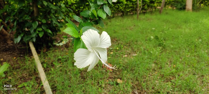 Whiteness Over Sacredness