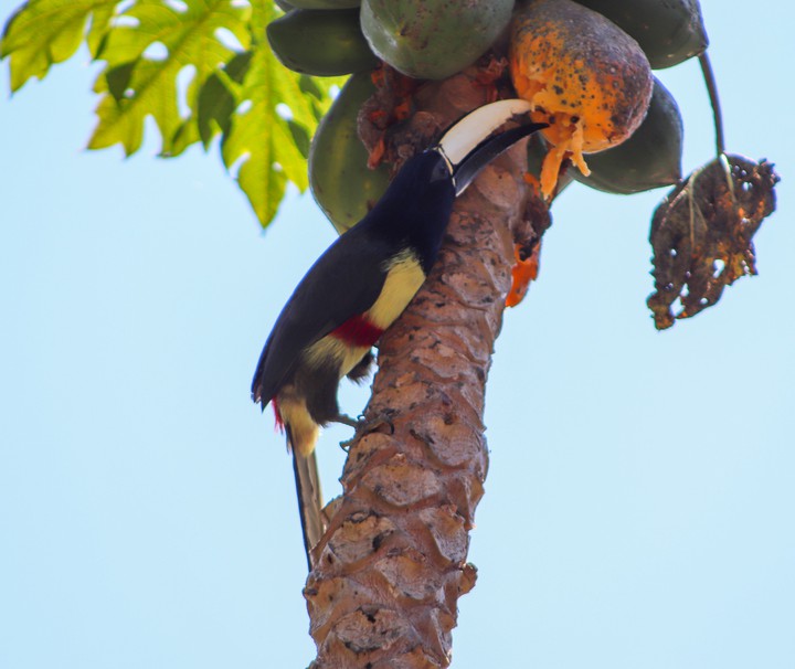 Araçari-do-bico-branco