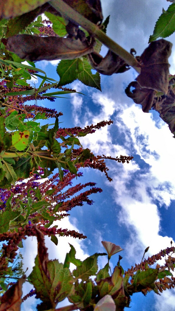 wildflowers