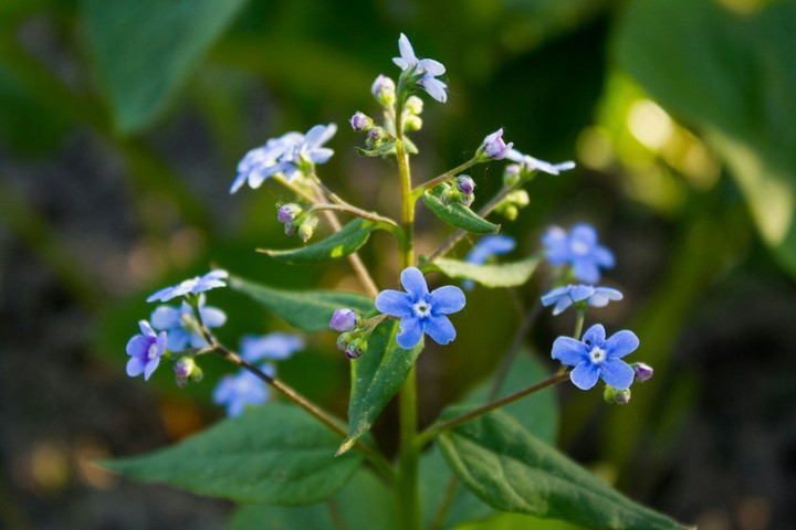 flowers