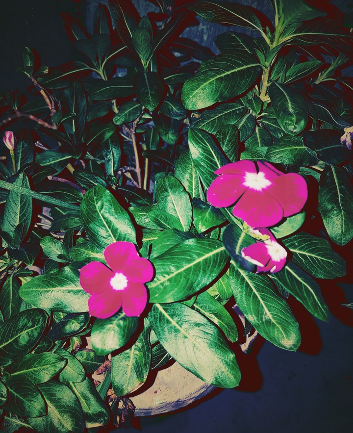purple flower