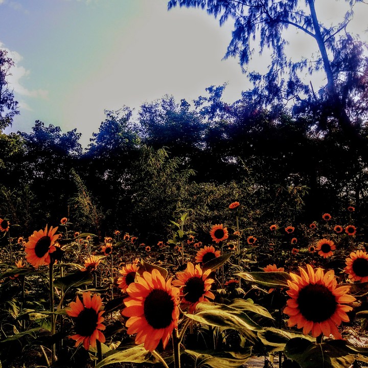 sunflower make us smile