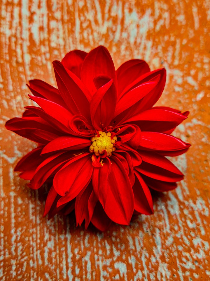 Dahlia flowers from my garden