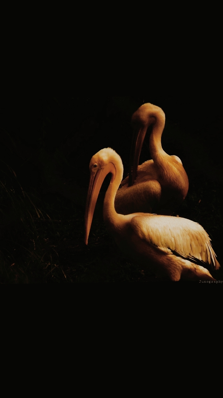 BIRDS OF INDIA